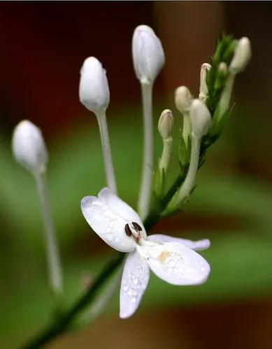 Hoan Ngoc Plant Xuan Hoa Pseuderanthemum herb with white blossoms on Tampa Home & Garden Store