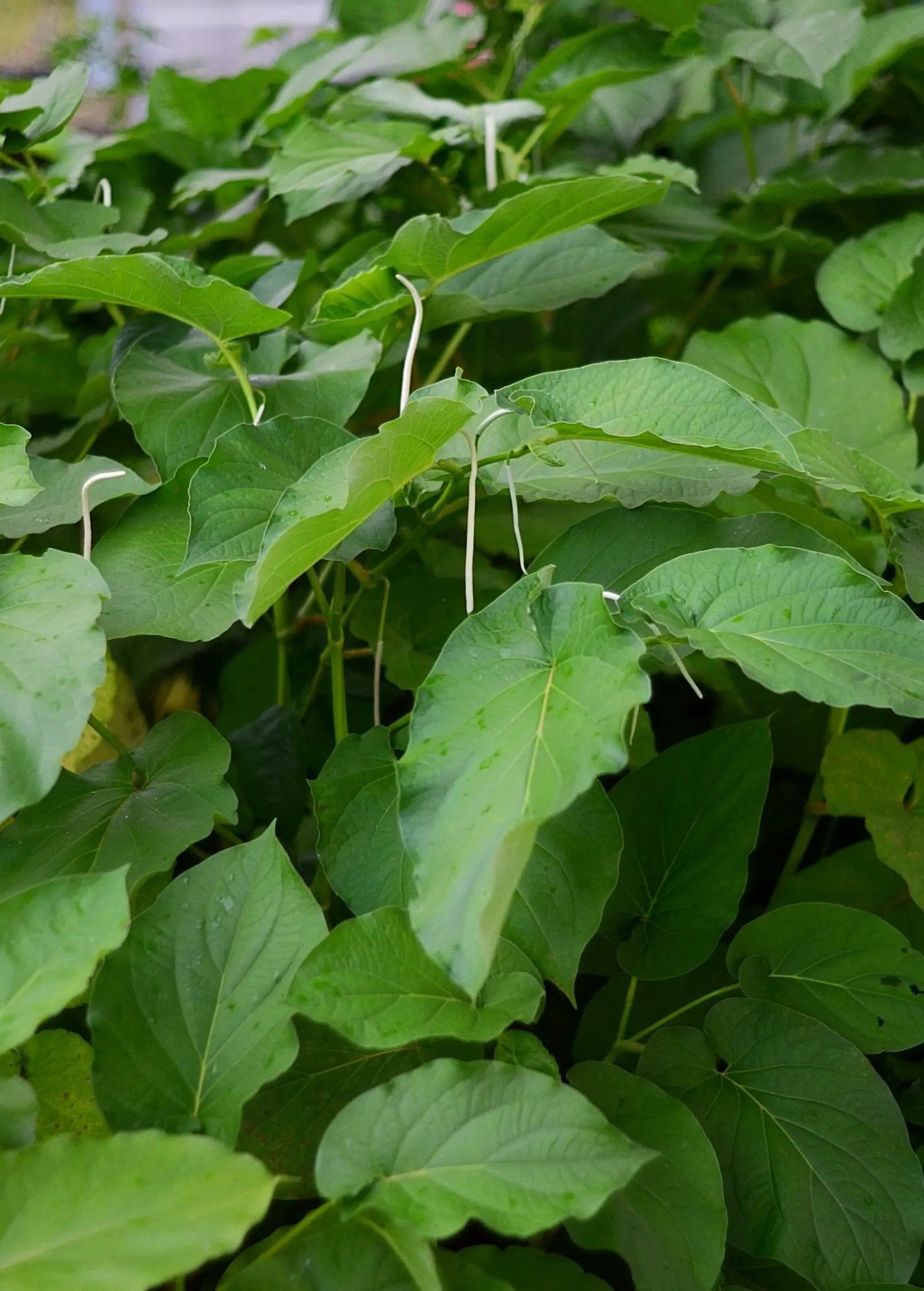 Hoja Santa plant Piper auritum with green leaves and trailing vines, tied with white supports on Tampa Home & Garden Store