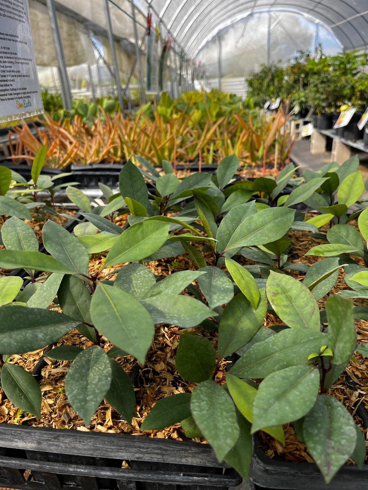 Hojas de Salat (Neea psychotrioides) - Tampa Home & Garden Store