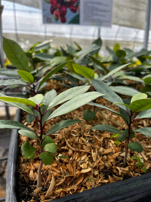 Salat Tree Neea psychotrioides saplings with edible leaves, burgundy stems, Sow Exotic on Tampa Home & Garden Store