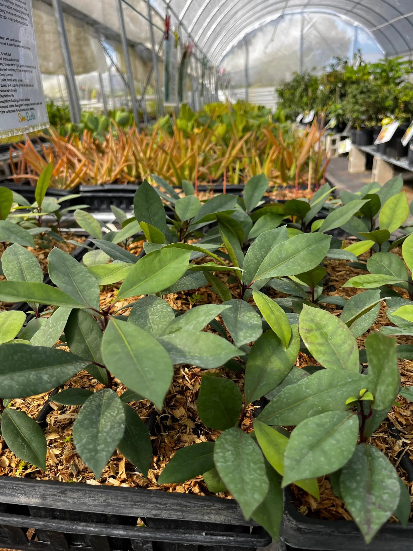 Salat Tree Neea psychotrioides with edible leaves, tropical fruit tree, Sow Exotic on Tampa Home & Garden Store