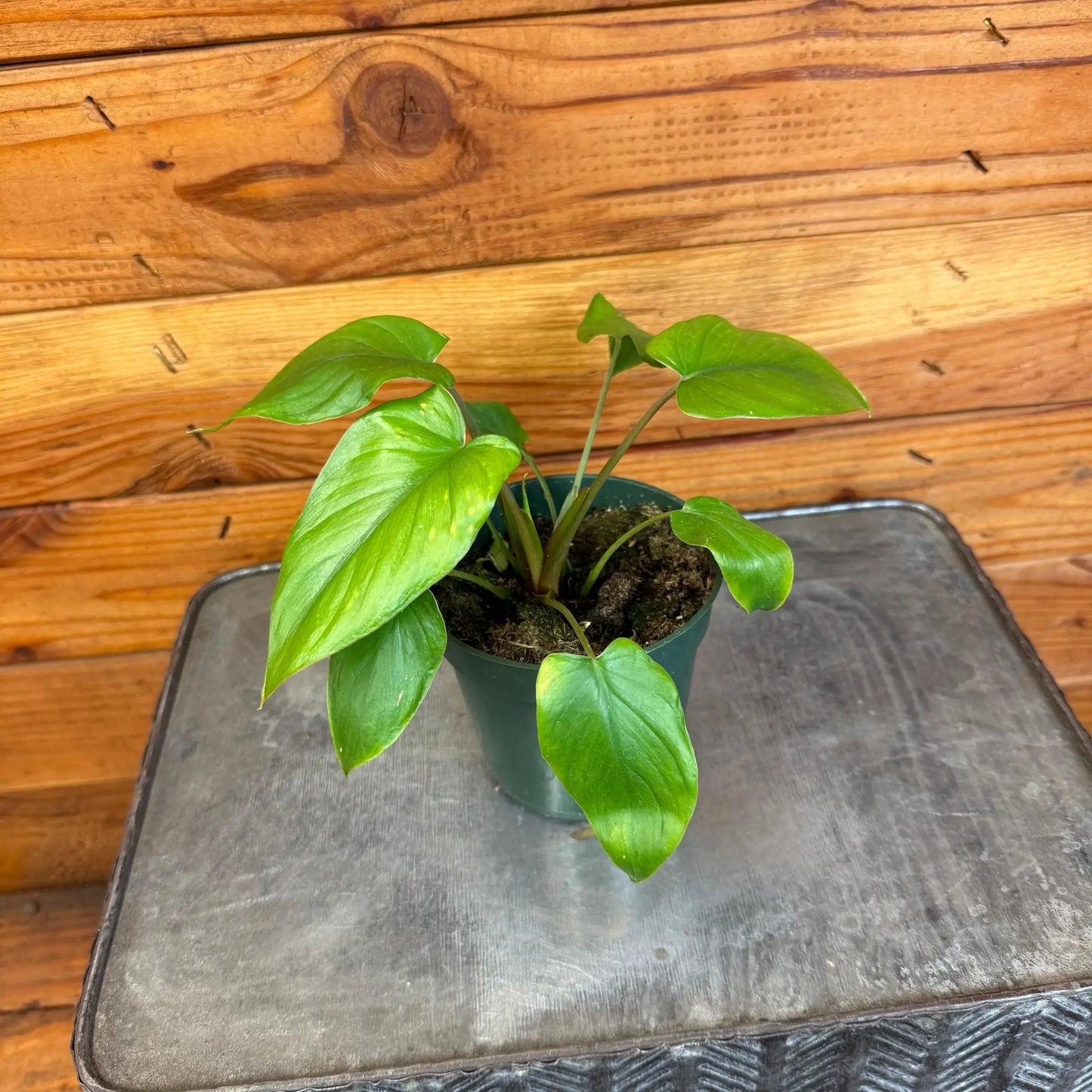 Homalomena Yellow Variegated, 4" Plant - Tampa Home & Garden Store