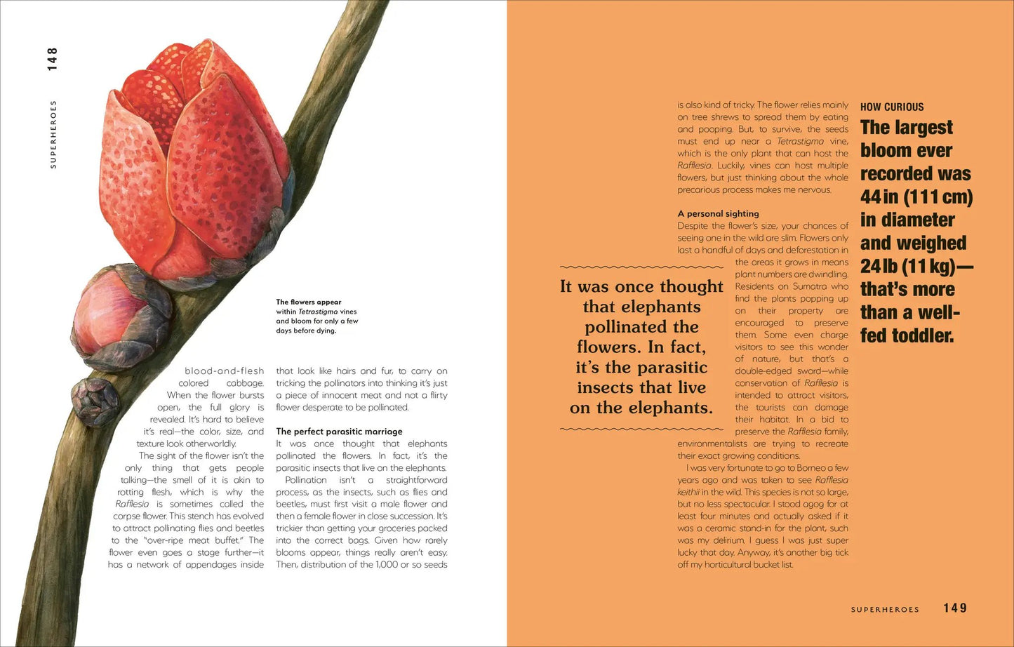 Hortus Curious Plant Wonders book spread with a red flower bud on page and orange panels on Tampa Home & Garden Store