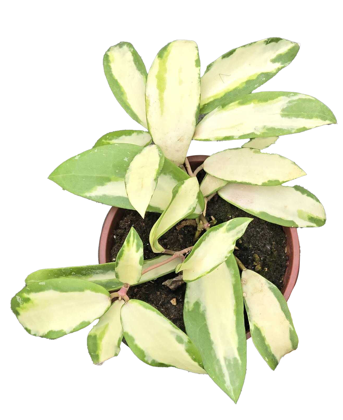 Hoya Acuta variegated houseplant in a 4-inch grower pot with cream and green leaves on Tampa Home & Garden Store