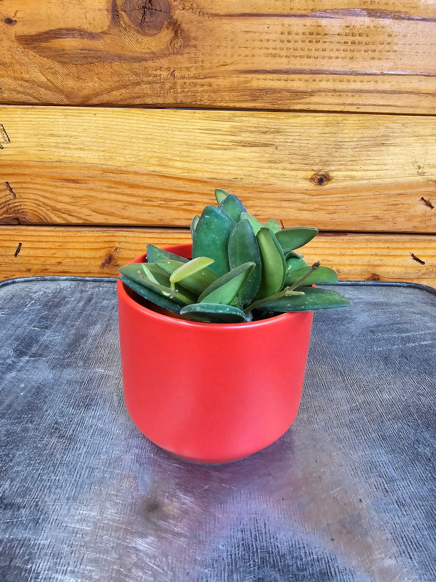 Hoya Bilobata, 2" Plant - Tampa Home & Garden Store