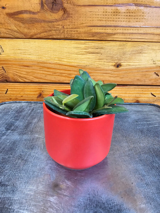 Hoya Bilobata, 2" Plant - Tampa Home & Garden Store