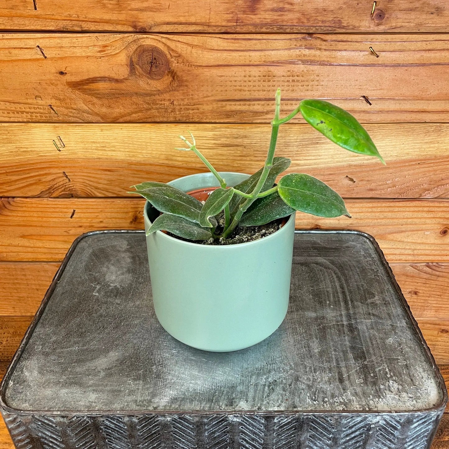 Hoya CV Optimistic, 4" Plant - Tampa Home & Garden Store