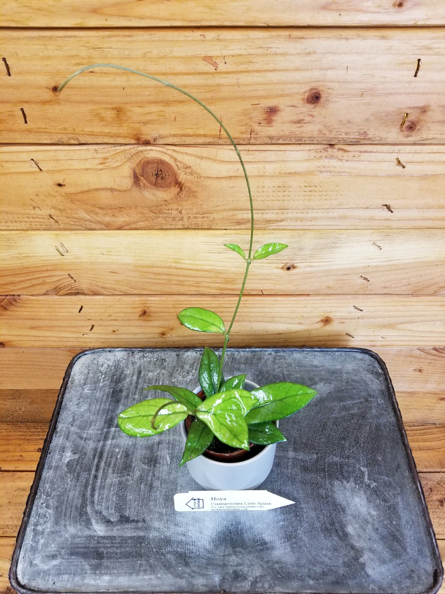 Hoya Crassipetiolata Little Splash, 2" Plant - Tampa Home & Garden Store