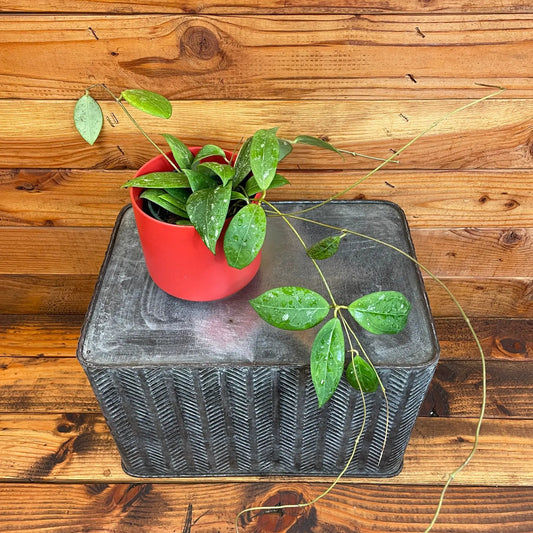 Hoya Erythrostemma Splash 4-Inch plant with trailing variegated green leaves in a red pot on Tampa Home & Garden Store