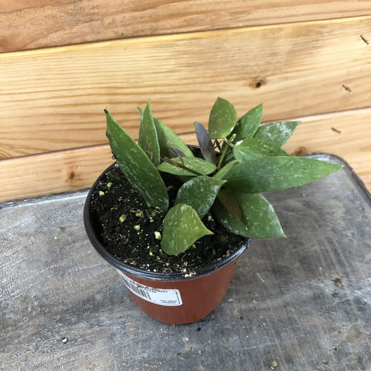 Hoya Gracilis 4in potted indoor houseplant with green speckled leaves in a brown pot on Tampa Home & Garden Store