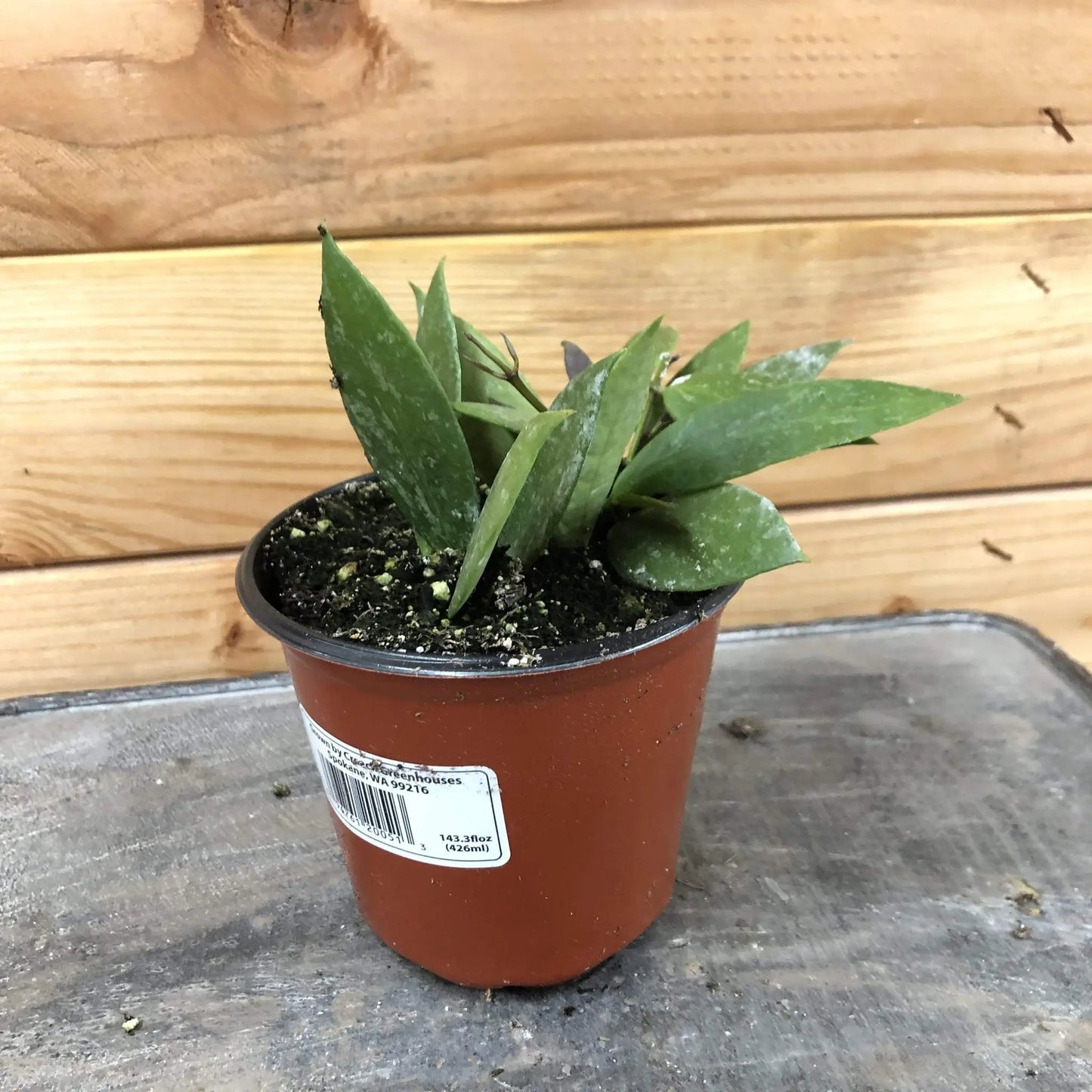 Hoya Gracilis 4 inch indoor plant with variegated green succulent leaves in a pot on Tampa Home & Garden Store