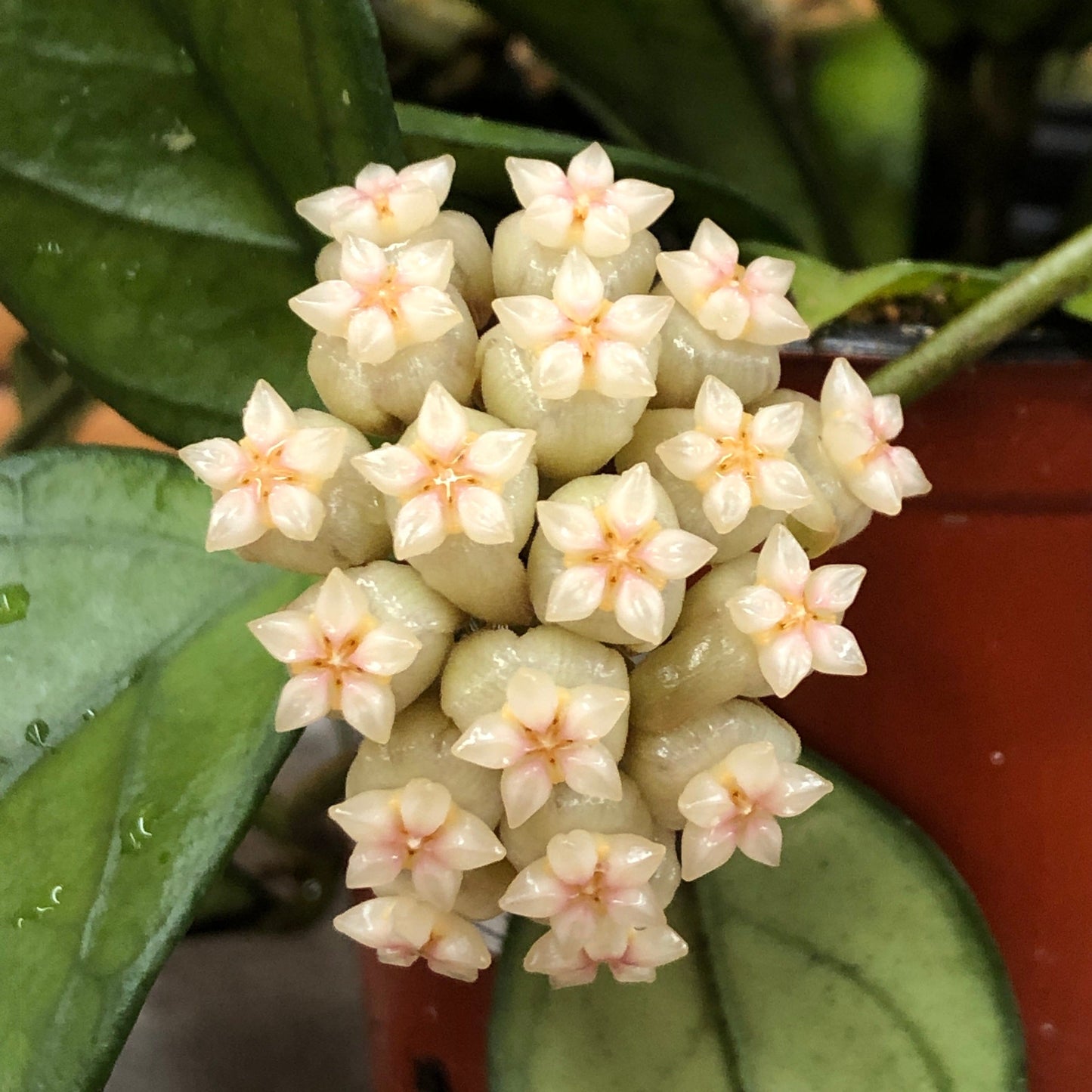 Hoya Hainanensis, 2" Plant - Tampa Home & Garden Store