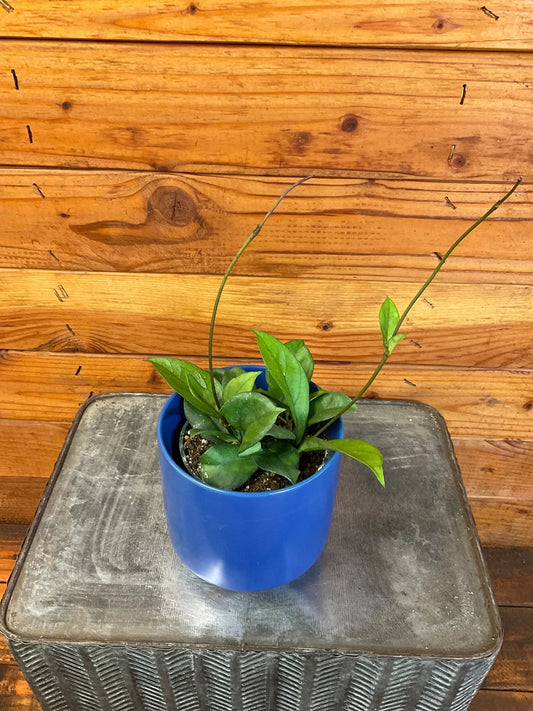 Hoya Hainanensis trailing vine plant with glossy green leaves in a blue pot on wood backdrop on Tampa Home & Garden Store