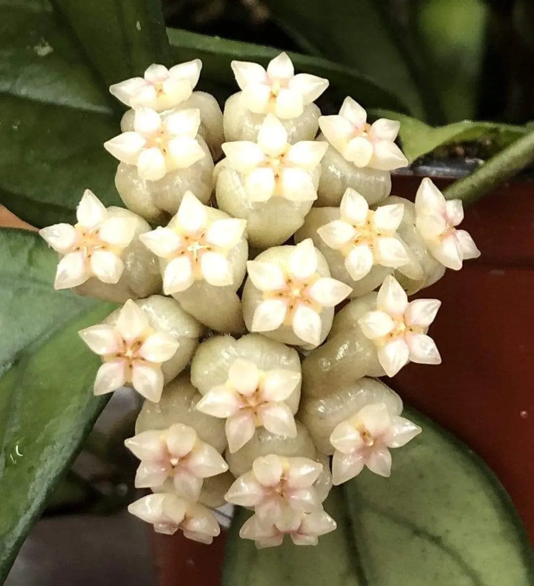 Hoya Hainanensis indoor plant with creamy white star flowers in clusters on green leaves on Tampa Home & Garden Store