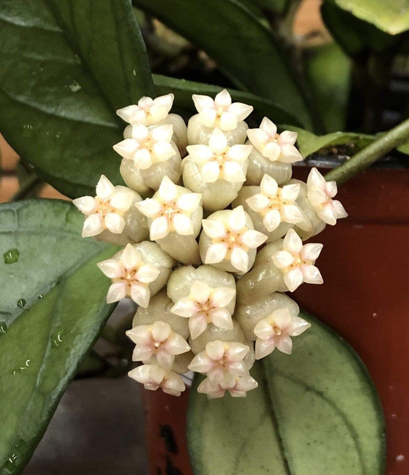 Hoya Hainanensis, 6" Plant - Tampa Home & Garden Store