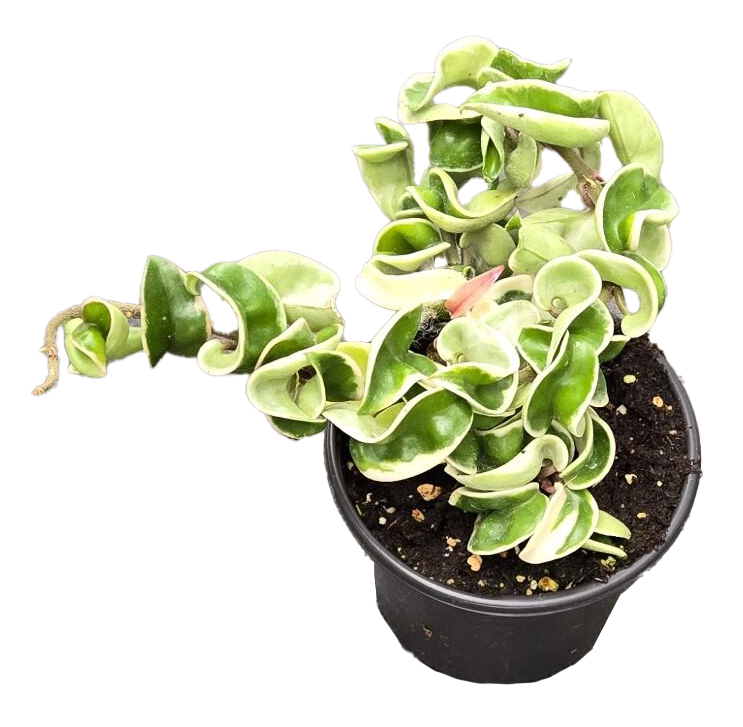 Hoya Hindu Rope variegated plant in a 4 inch grower pot with curling green and cream leaves on Tampa Home & Garden Store