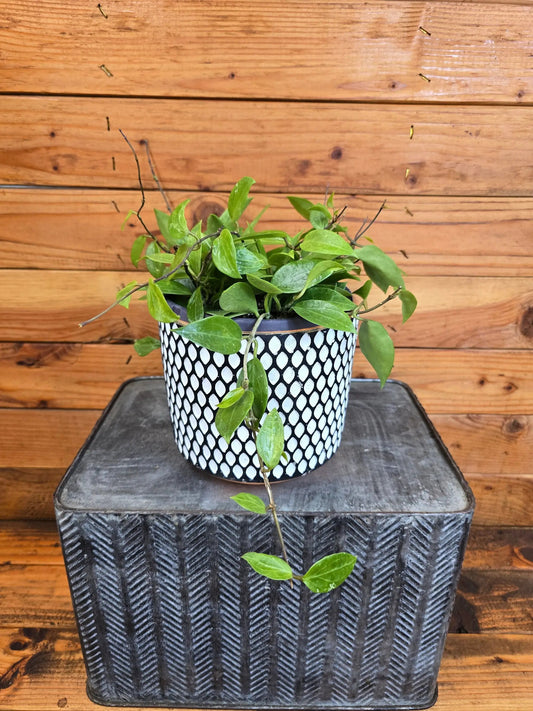 Hoya Limoniaca 6 inch plant with trailing green foliage in a black-white patterned pot on Tampa Home & Garden Store
