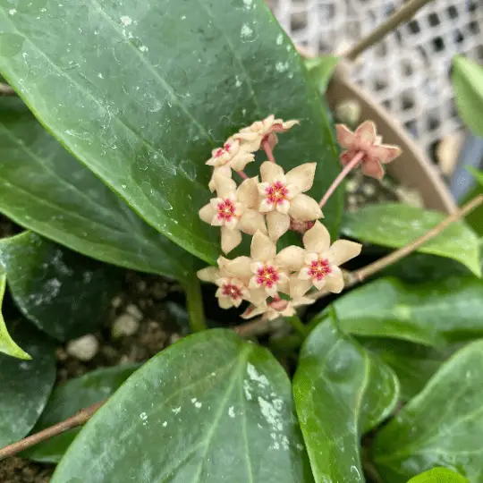 Hoya Limoniaca 6-Inch plant with green foliage and cream flowers with pink centers on Tampa Home & Garden Store