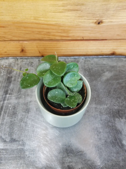 Hoya Mathilde plant with splash leaves, trailing houseplant in a white pot on wood floor on Tampa Home & Garden Store