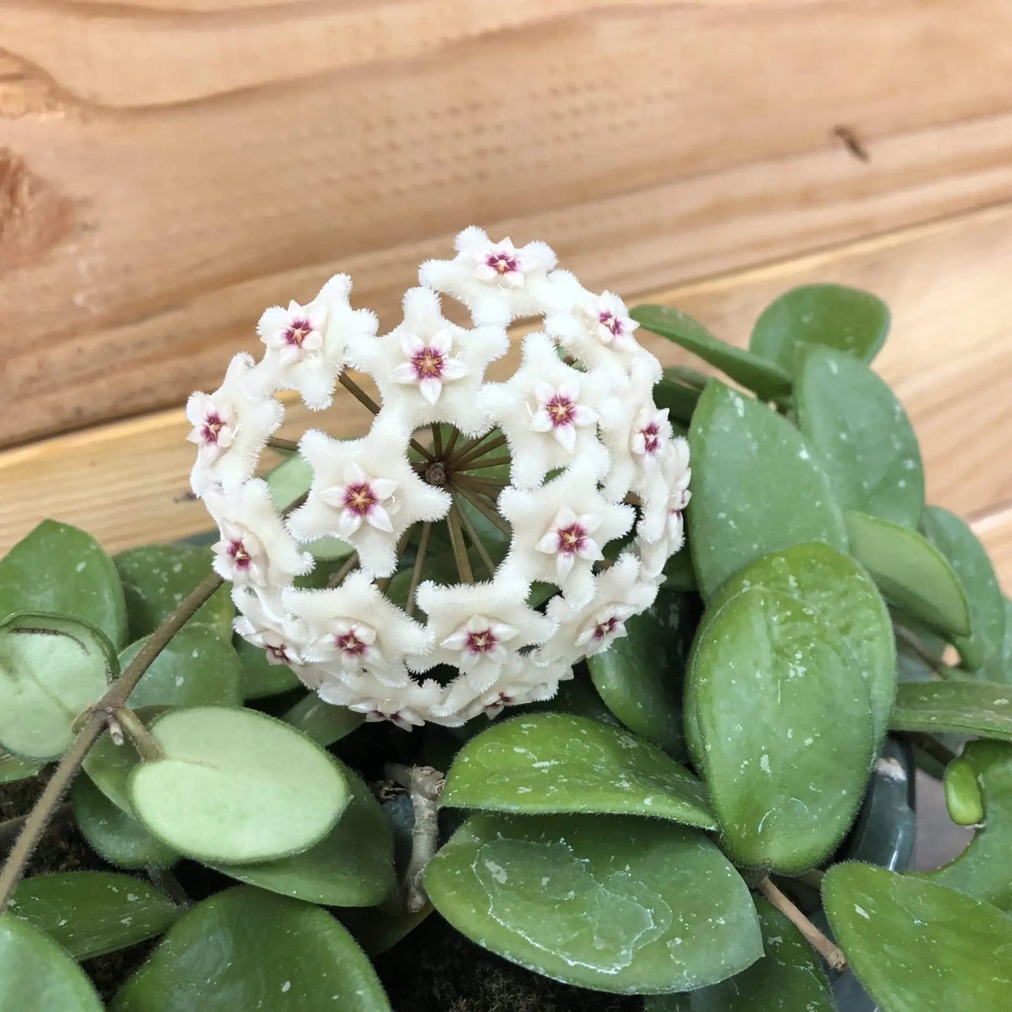 Hoya Mathilde splash-leaf plant with green leaves and white blooms with pink centers on Tampa Home & Garden Store