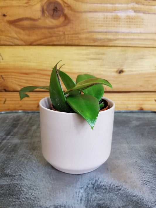 Hoya Minahassae 2-inch houseplant with glossy green leaves in a white ceramic pot The Plant Farm® on Tampa Home & Garden Store