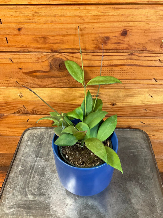 Hoya Minahassae 4-inch houseplant in blue pot with glossy green leaves The Plant Farm® on Tampa Home & Garden Store