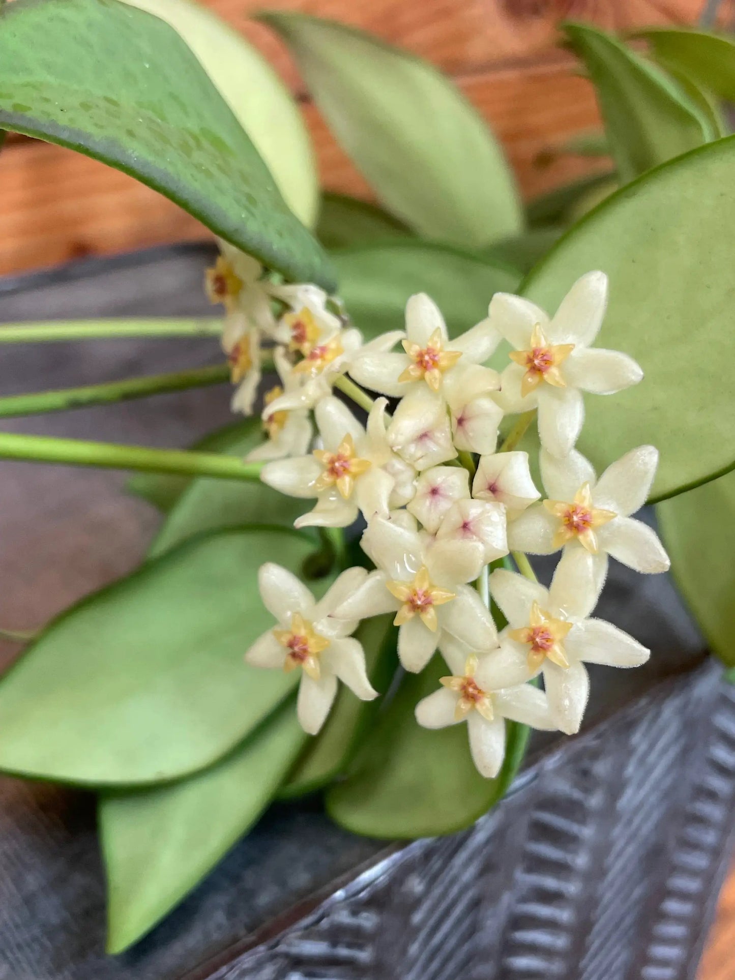 Hoya Minahassae 4-inch plant by The Plant Farm with glossy green leaves and white star-shaped flowers on Tampa Home & Garden Store
