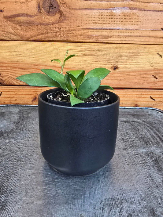 Hoya Noona, 2" Plant - Tampa Home & Garden Store