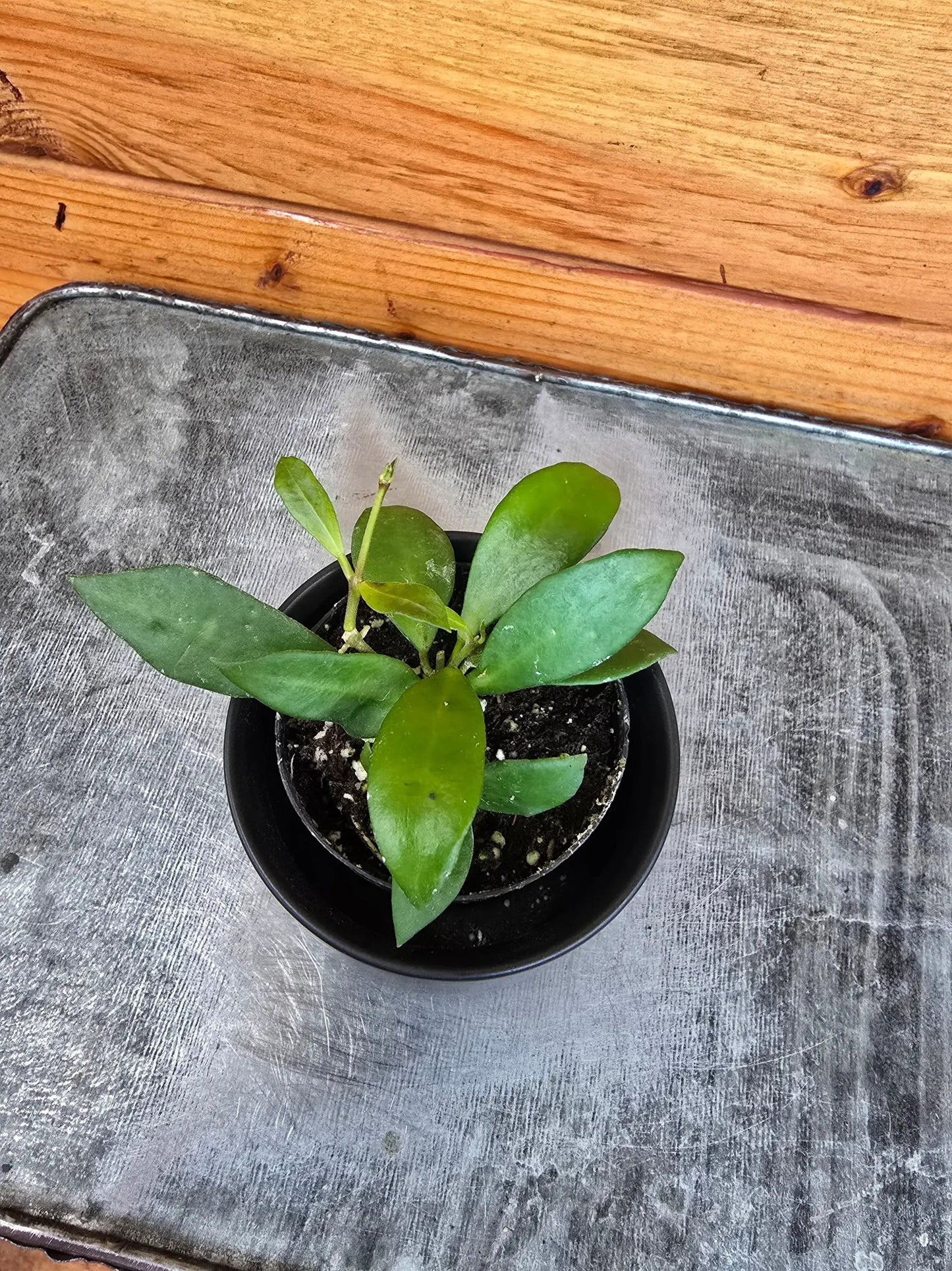 Hoya Noona, 2" Plant - Tampa Home & Garden Store