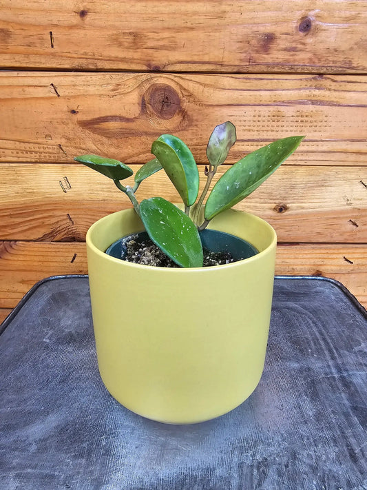 Hoya obovata plant in a yellow 4-inch pot with glossy green leaves on Tampa Home & Garden Store