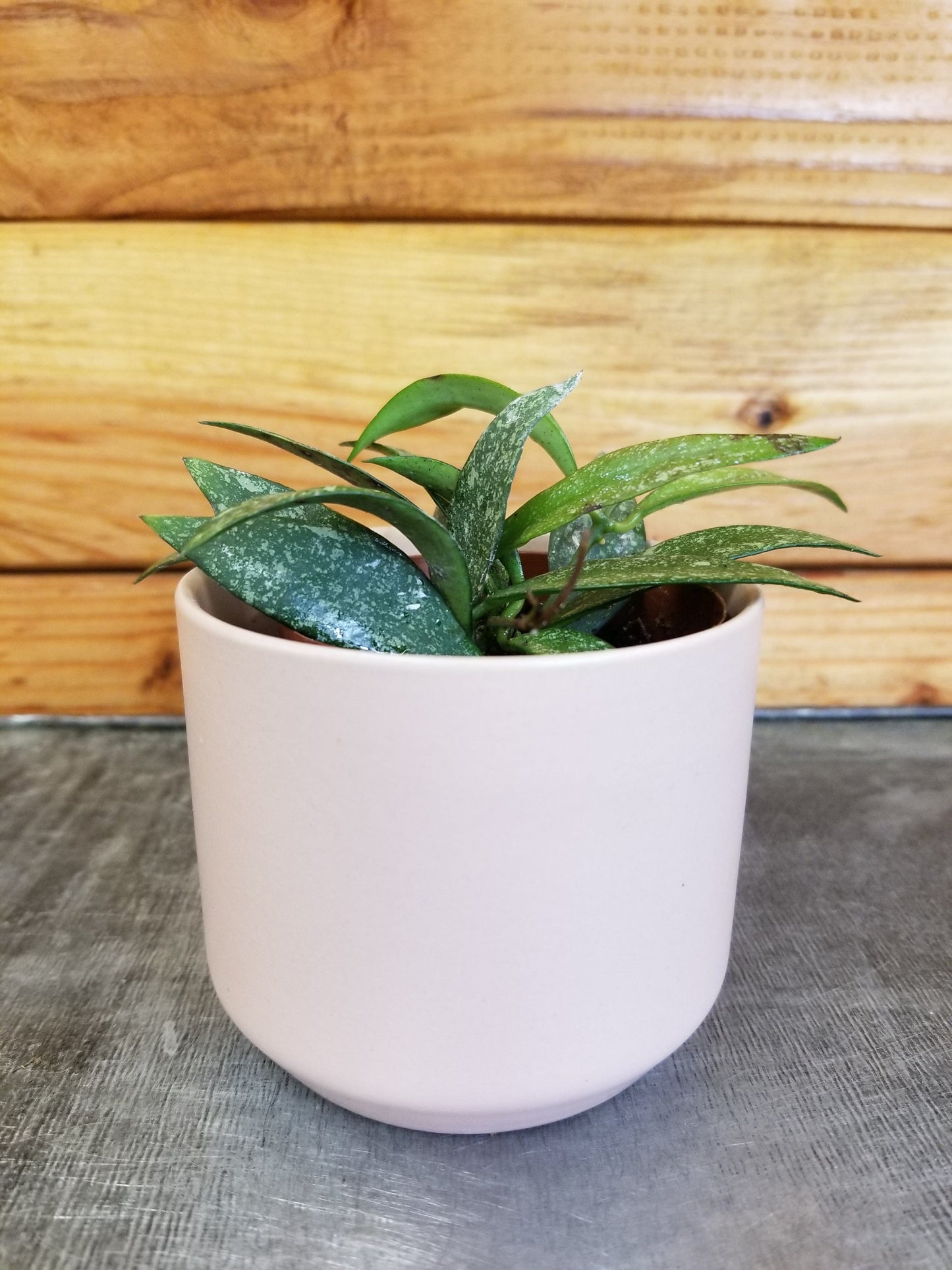 Hoya Parviflora Splash, 2" Plant - Tampa Home & Garden Store