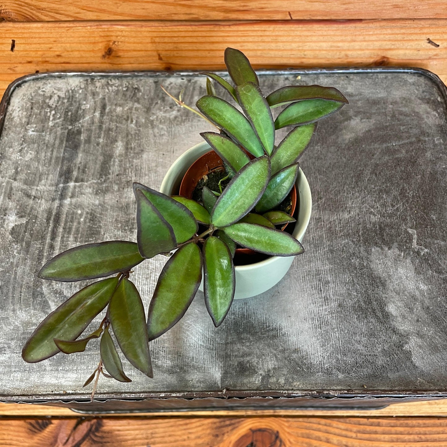 Hoya Rosita, 2" Plant - Tampa Home & Garden Store