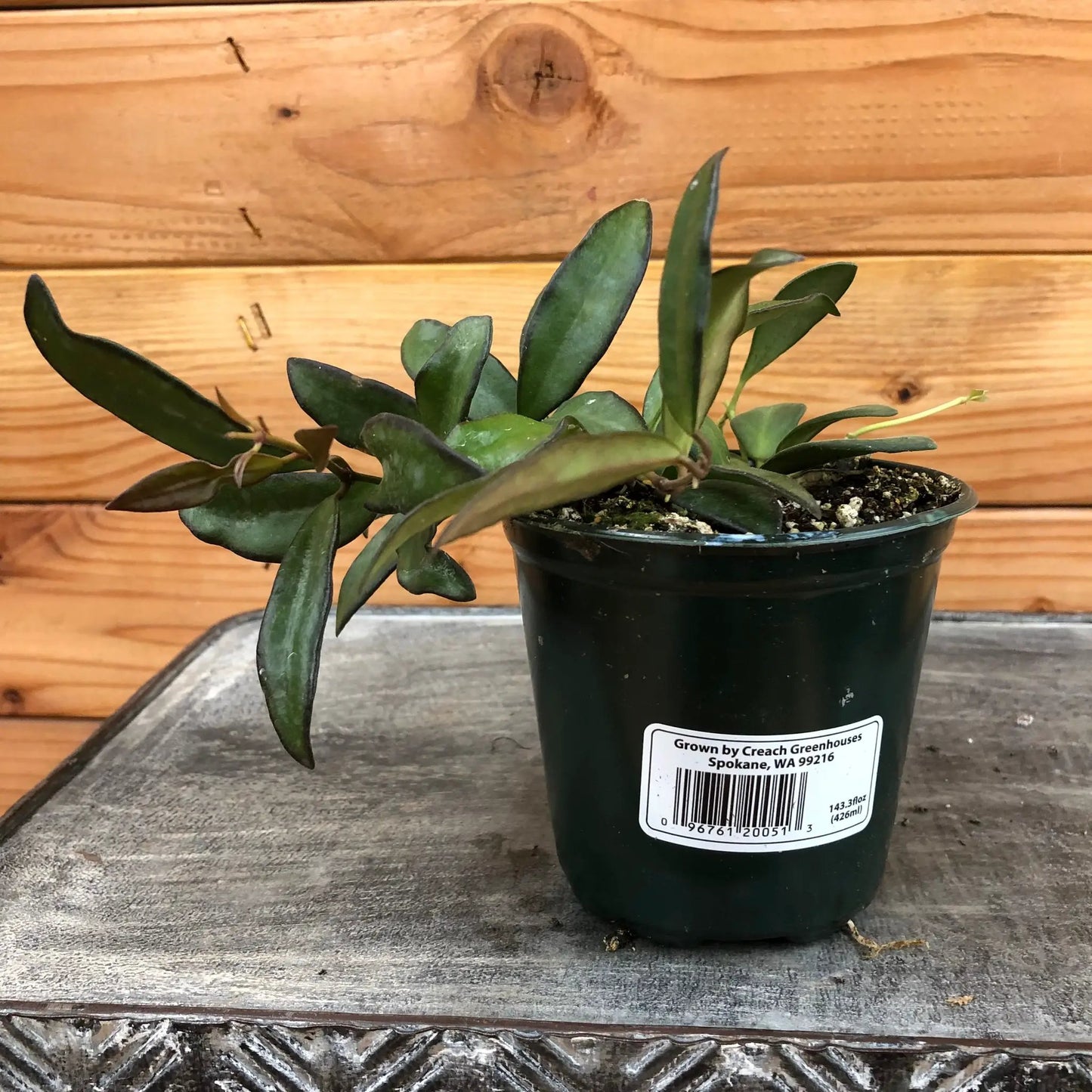 Hoya Rosita plant 4-inch houseplant with glossy green leaves in a black pot on Tampa Home & Garden Store