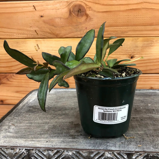 Hoya Rosita plant 4-inch houseplant with glossy green leaves in a black pot on Tampa Home & Garden Store