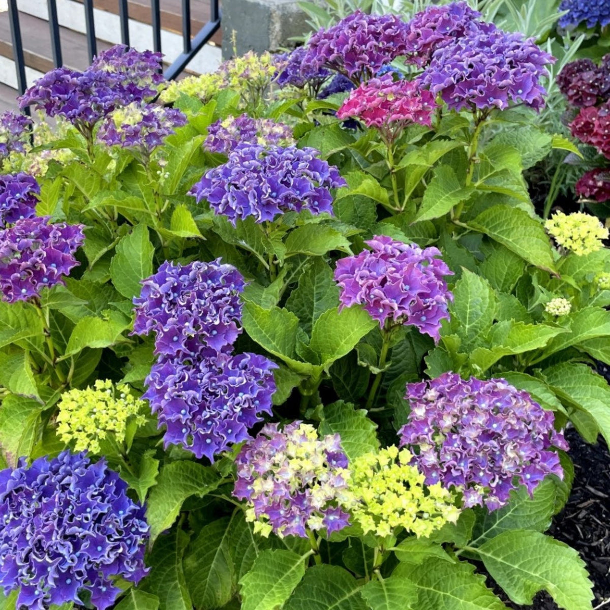 Frill Ride Reblooming Hydrangea plant with vibrant purple blooms and bright green foliage on Tampa Home & Garden Store