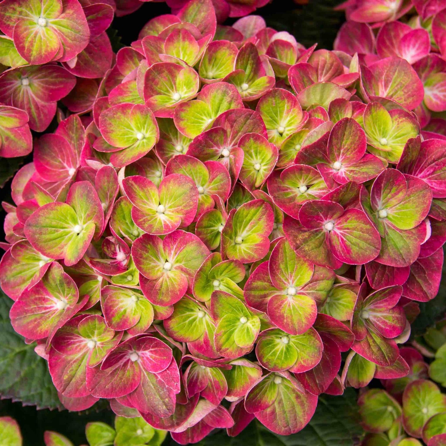 Tilt-A-Swirl Bigleaf Hydrangea plant with pink and lime-green leaves on Tampa Home & Garden Store