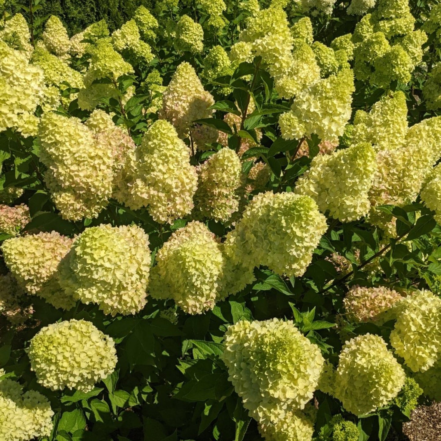 Dragon Baby Hardy Hydrangea plant with cream-yellow flower heads and glossy green leaves on Tampa Home & Garden Store