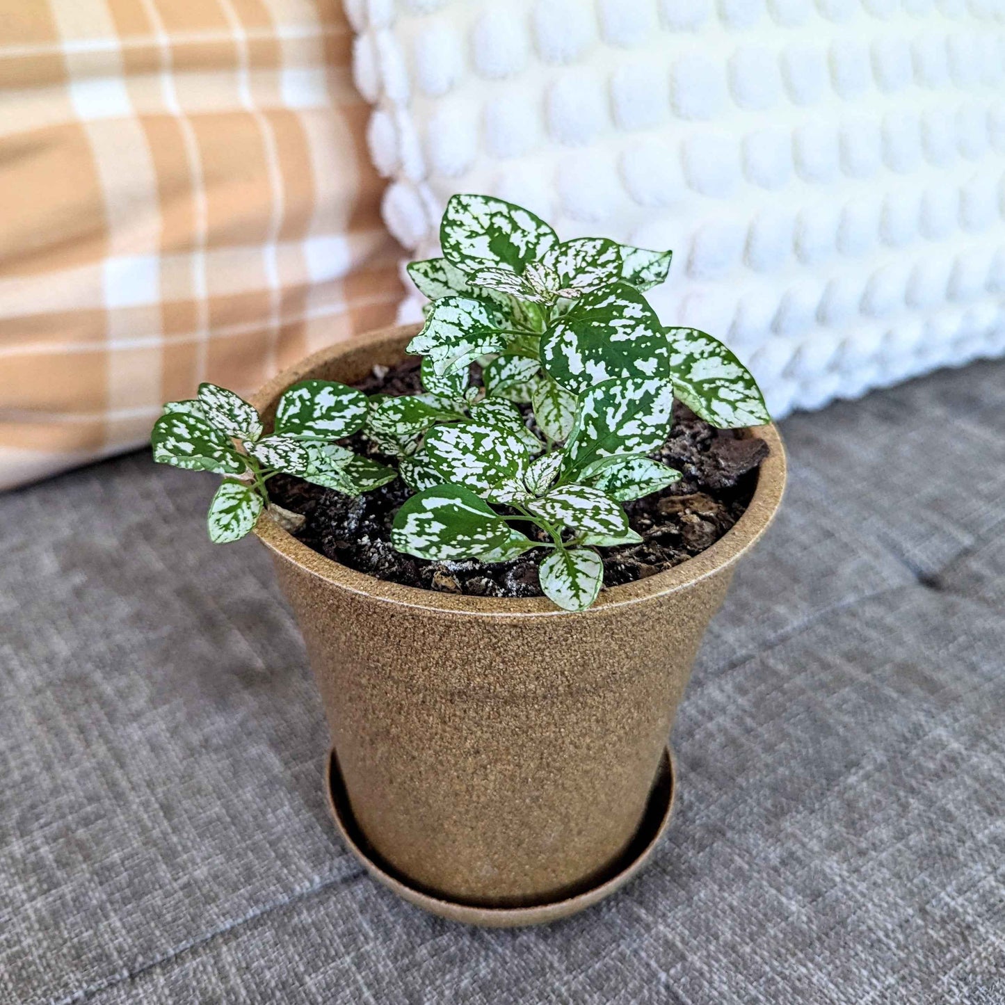 Hypoestes 'Polka Dot Plant' Seeds - Tampa Home & Garden Store