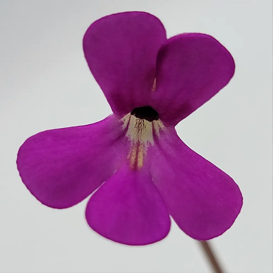 Pinguicula ehlersiae Victoria butterwort bloom with vivid purple petals on Tampa Home & Garden Store