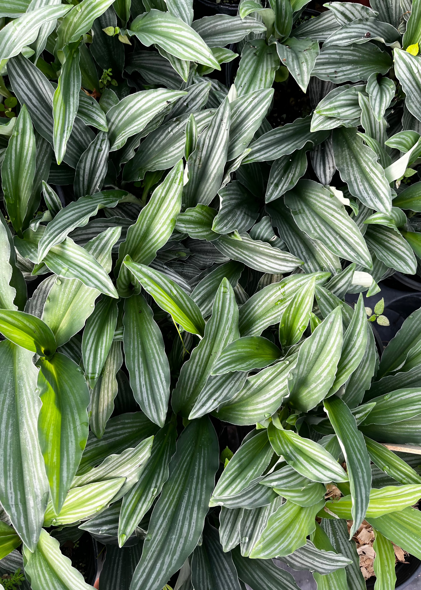 Dwarf Peacock Ginger Plant (Kaempferia angustifolia)