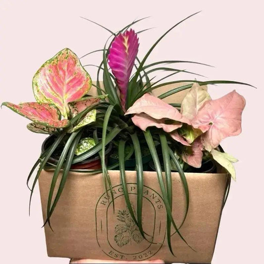Pink Plant Mystery Bundle Box by RUNOPLANTS with 3 pink houseplants in a kraft carton on Tampa Home & Garden Store