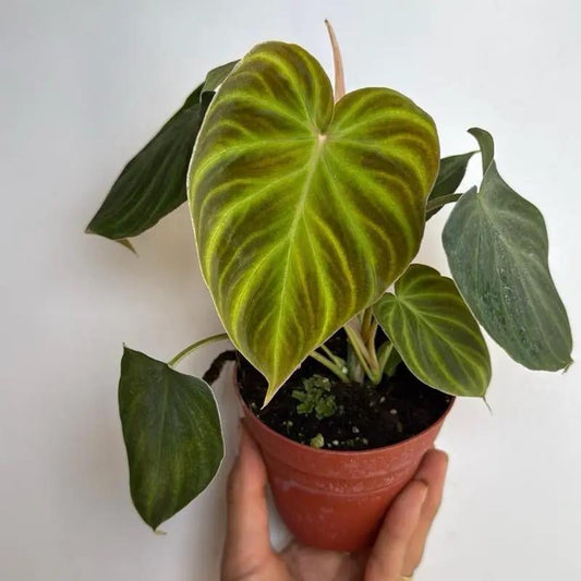 Philodendron Verrucosum velvety leaves with yellow-green veins in terracotta pot on Tampa Home & Garden Store