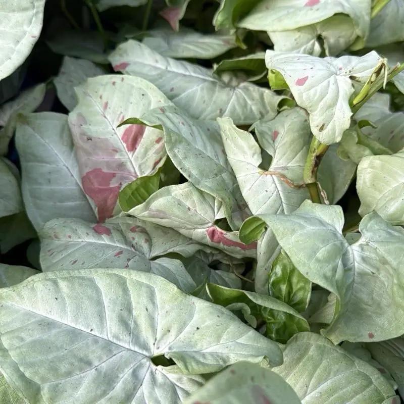 Syngonium Milk Confetti - Tampa Home & Garden Store