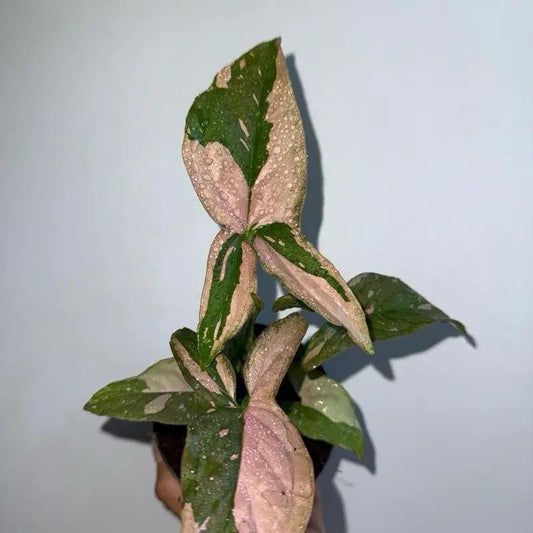 Syngonium Pink Splash plant with pink and green variegated leaves in a small pot RUNOPLANTS on Tampa Home & Garden Store