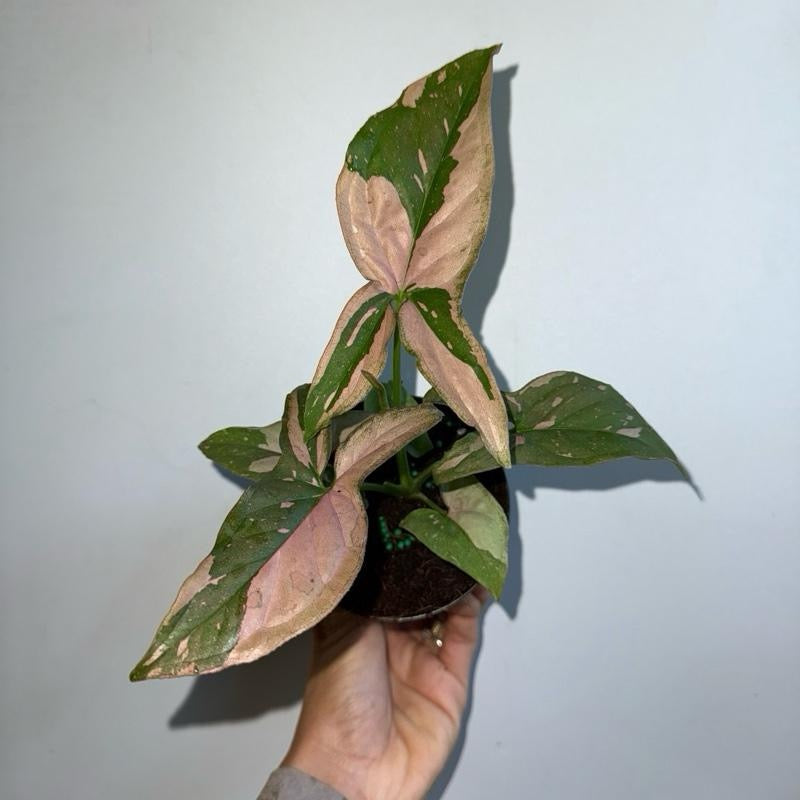 Syngonium Pink Splash plant with pink-green variegated leaves in a pot on Tampa Home & Garden Store