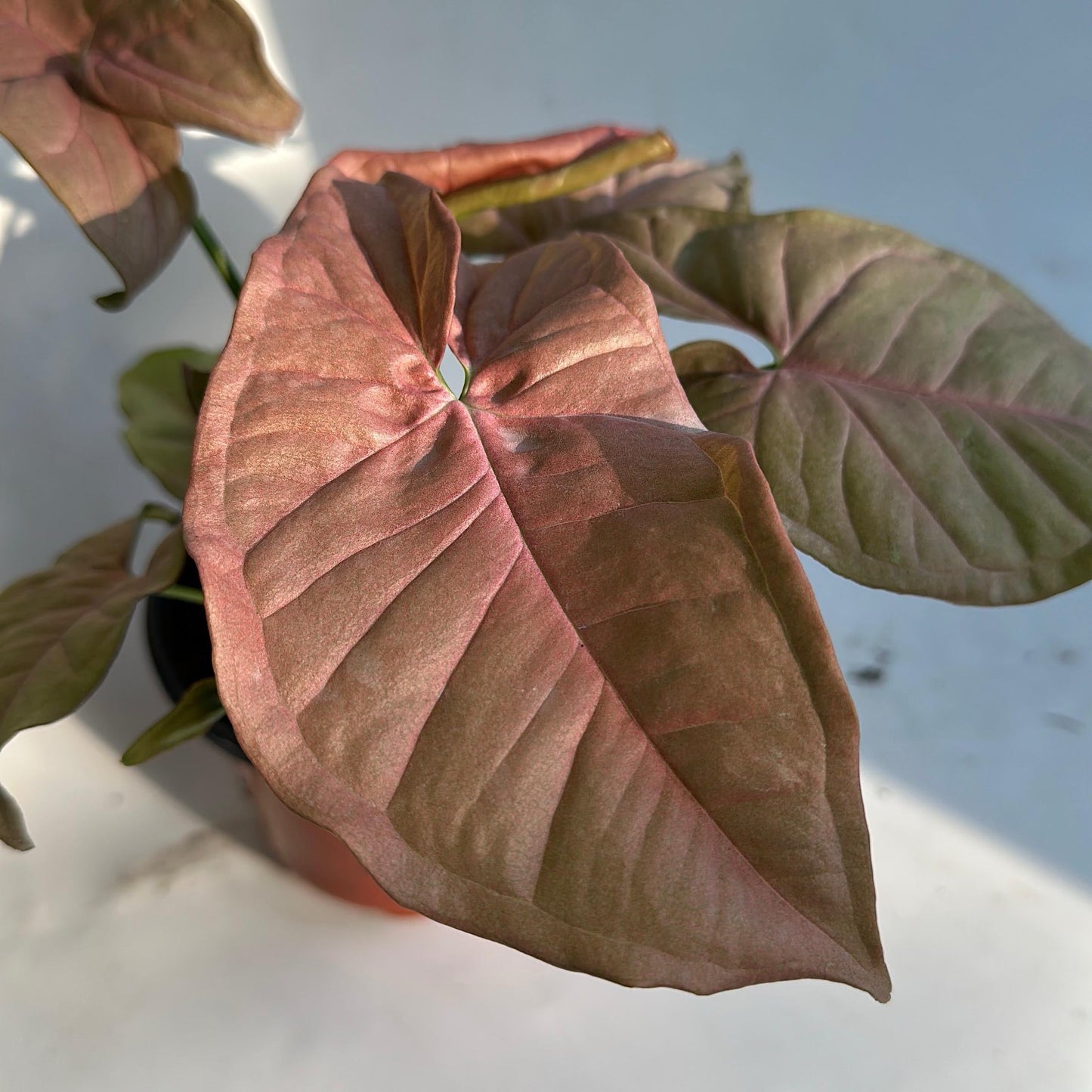 Syngonium Neon Pink plant with pink-purple leaves, RUNOPLANTS potted indoor decor on Tampa Home & Garden Store