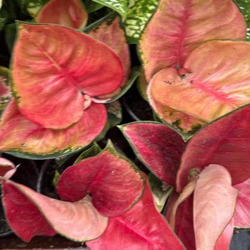 Aglaonema Suksom Jaipong - Tampa Home & Garden Store