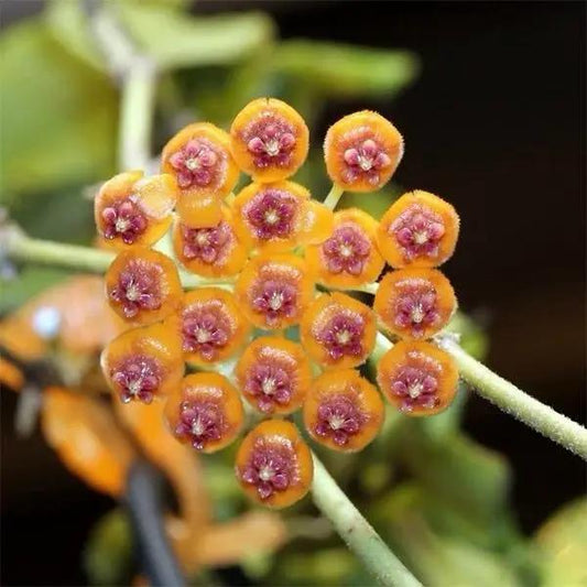 Hoya Endauensis compact inflorescence cluster orange disk blooms with pink centers RUNOPLANTS on Tampa Home & Garden Store