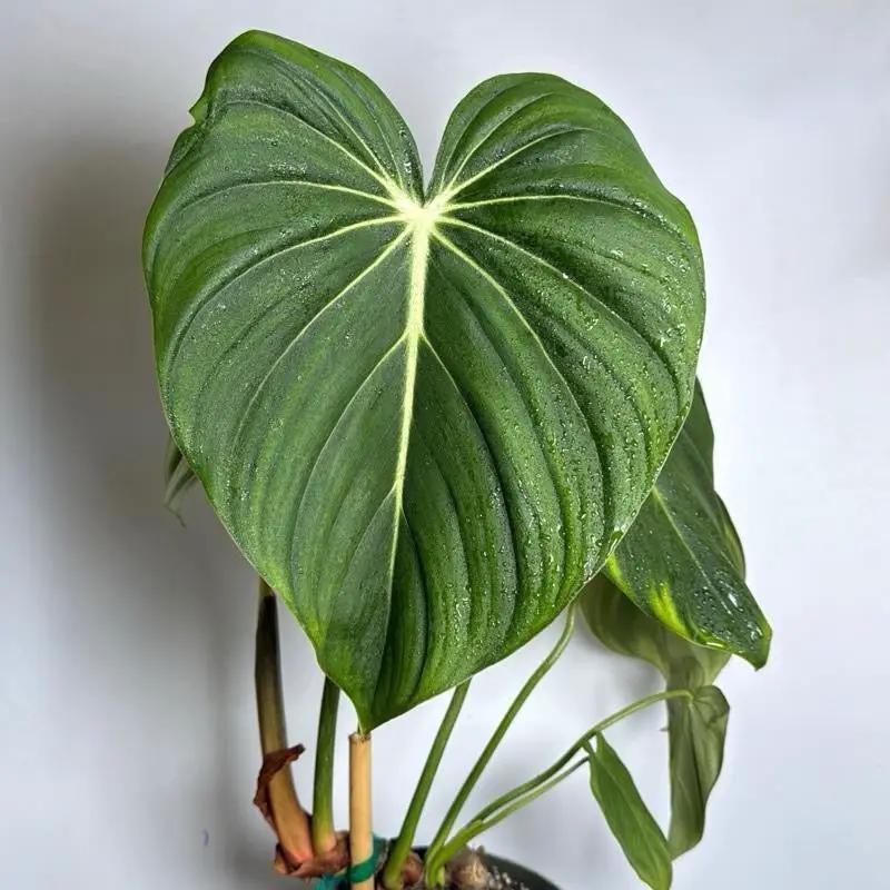 Philodendron McDowell - Tampa Home & Garden Store