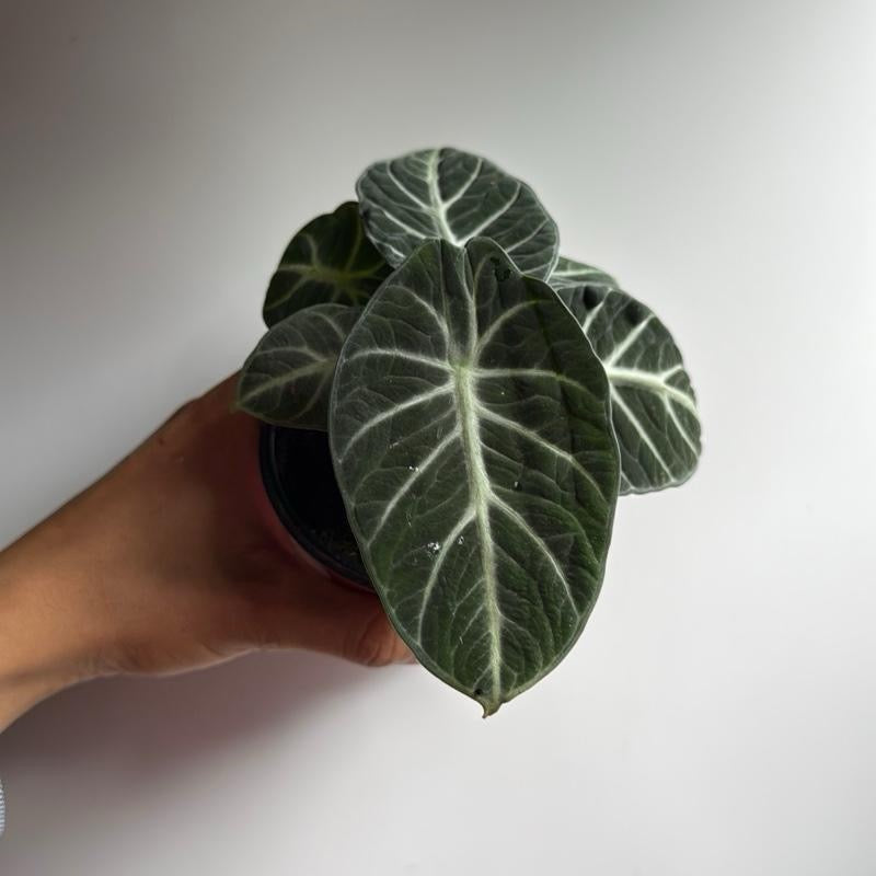 Alocasia Ninja plant potted houseplant with bold deep green leaves and white venation RUNOPLANTS on Tampa Home & Garden Store